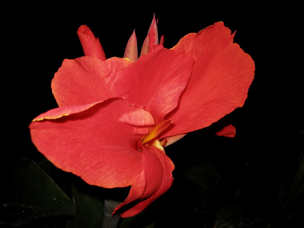 canna(1)