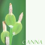 Canna2