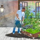 Cannabis Indoor Planting