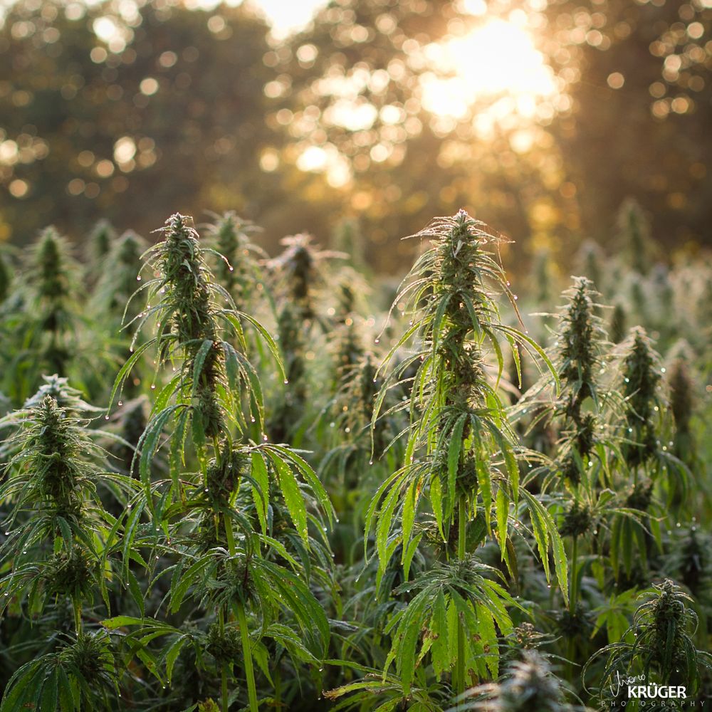 cannabis sativa Foto & Bild pflanzen, pilze & flechten, heilpflanzen, landschaften Bilder auf