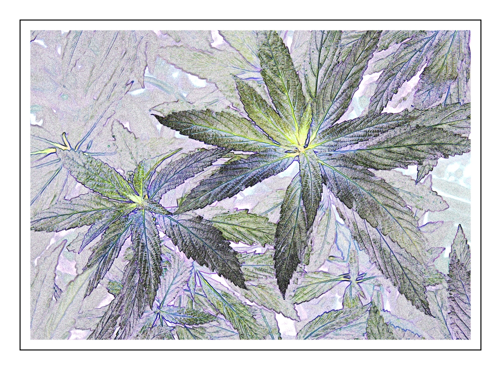 Cannabis, Variation 3