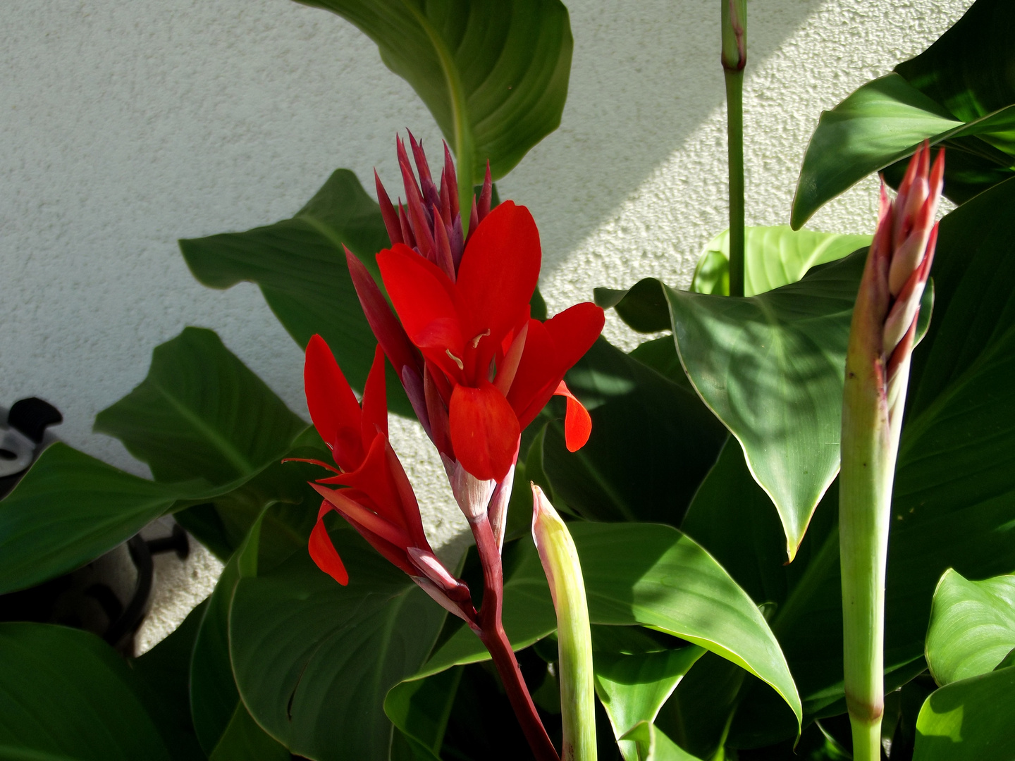 Cannablüte im Garten