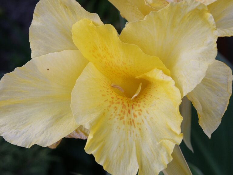 Cannaceae (Canna indica)