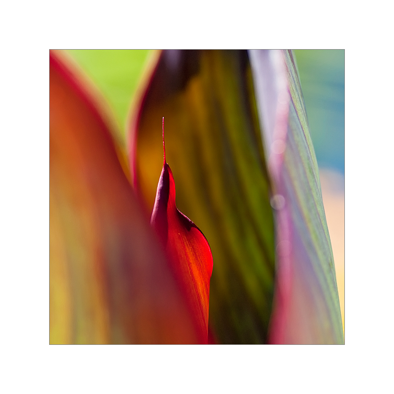 canna.colors