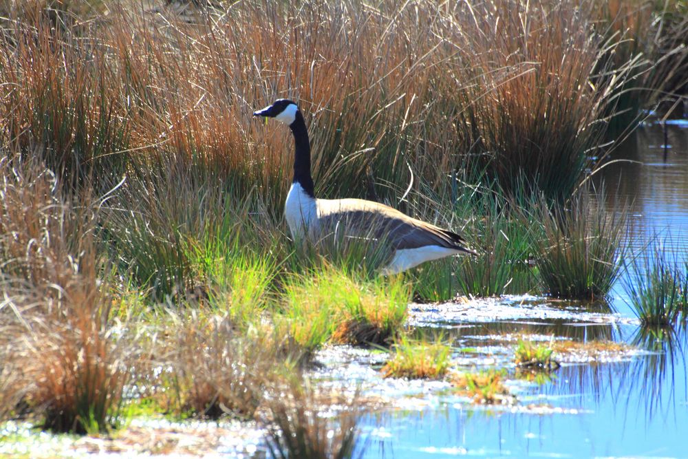 Cannadagans im Nickelheimer Moor