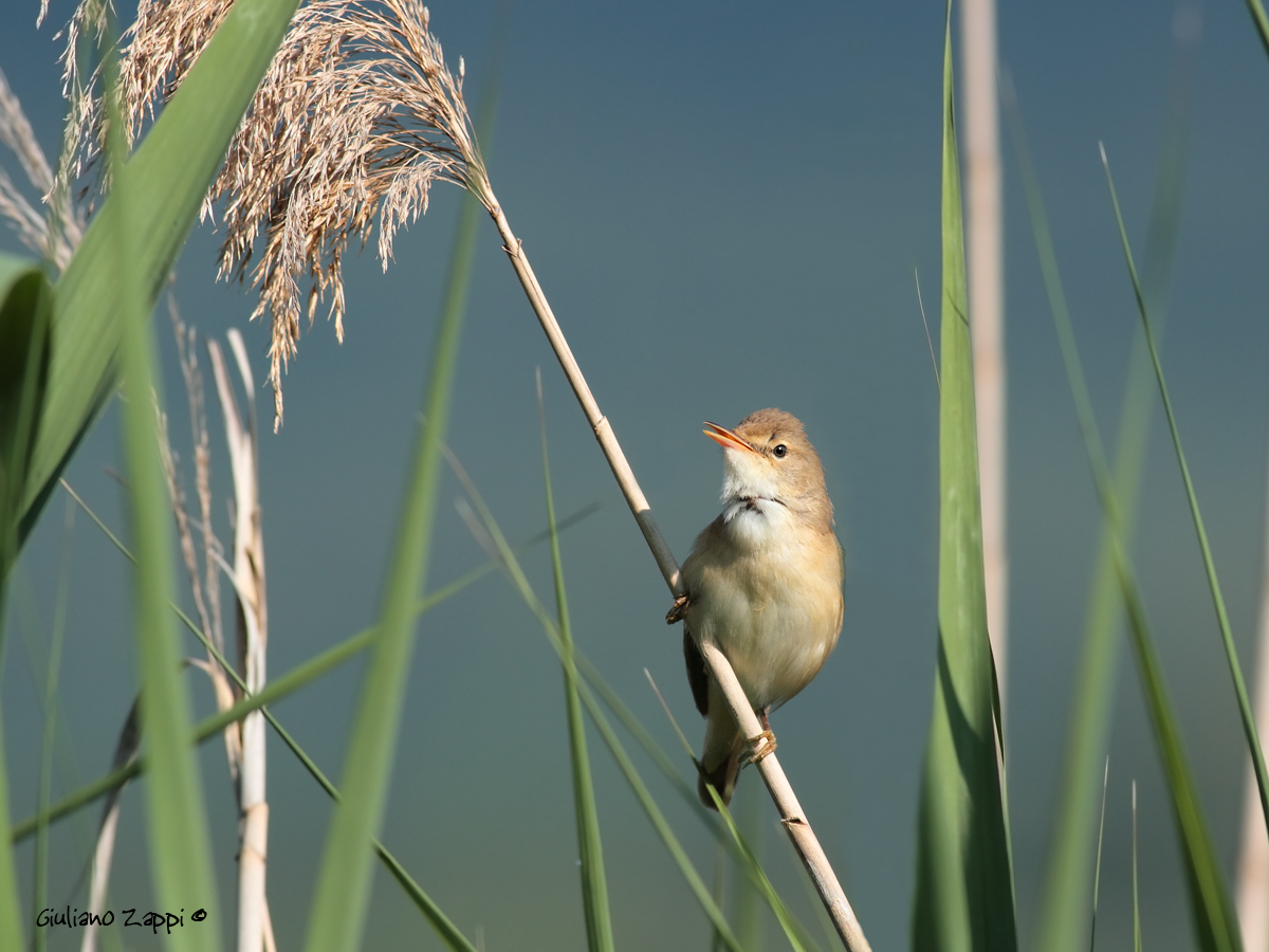 Cannaiola (Acrocephalus scirpaceus)