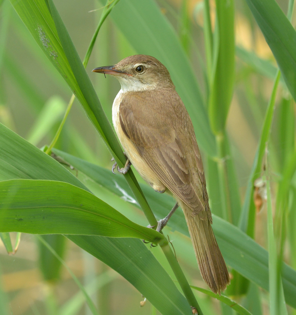 cannareccione