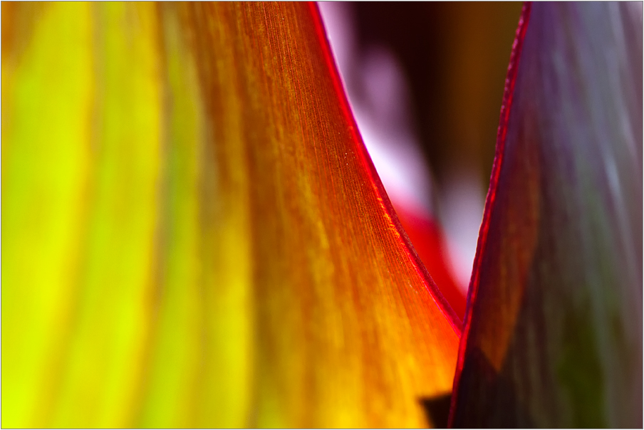 canna.stripes