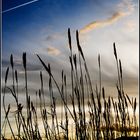 Canne al tramonto ( Castelluccio ..... dei Sauri )