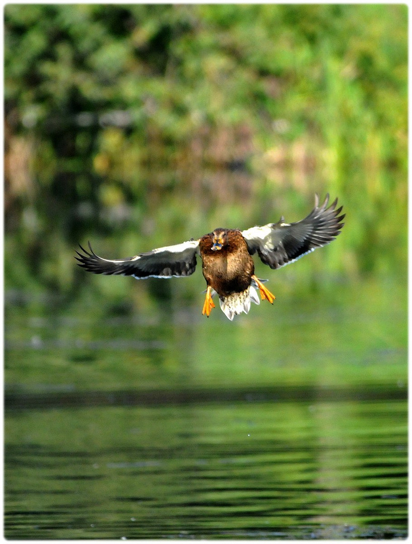 canne colvert au décollage