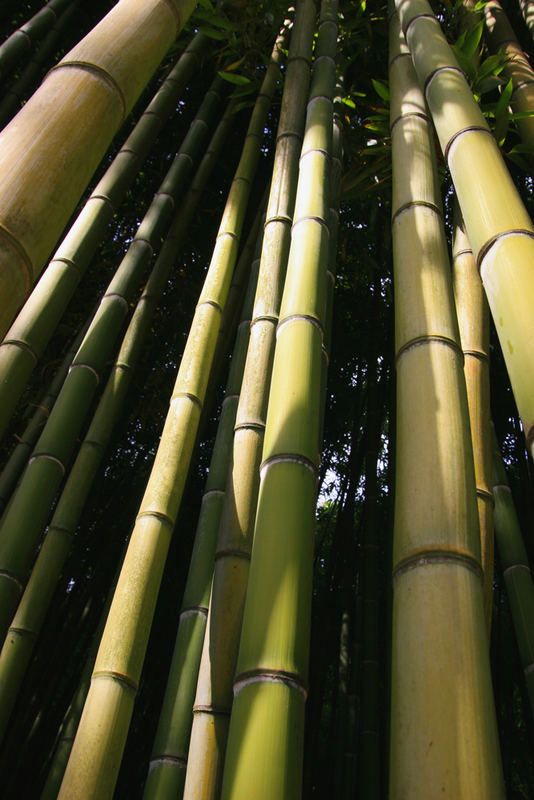 Canne di bambu