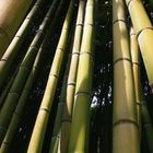 Canne di bambu