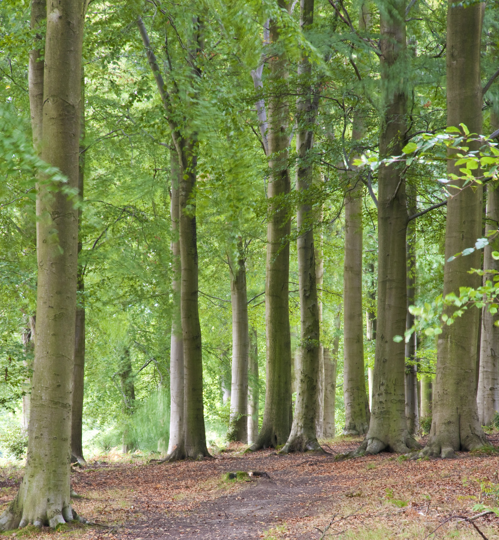 Cannock Chase