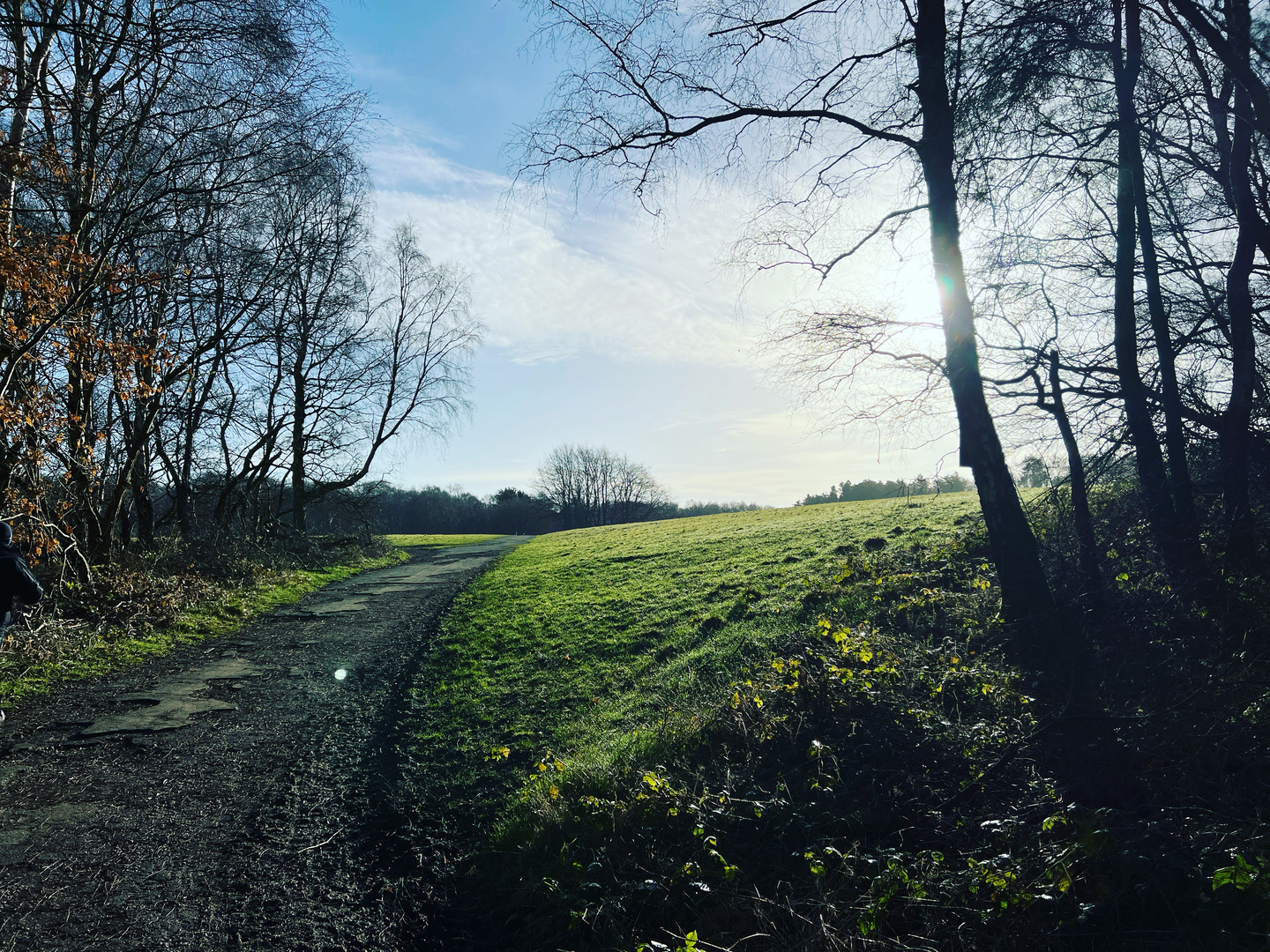 Cannock Chase forest , spring morning