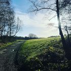 Cannock Chase forest , spring morning