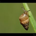 Cannolo animato