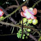 Cannon Ball Tree