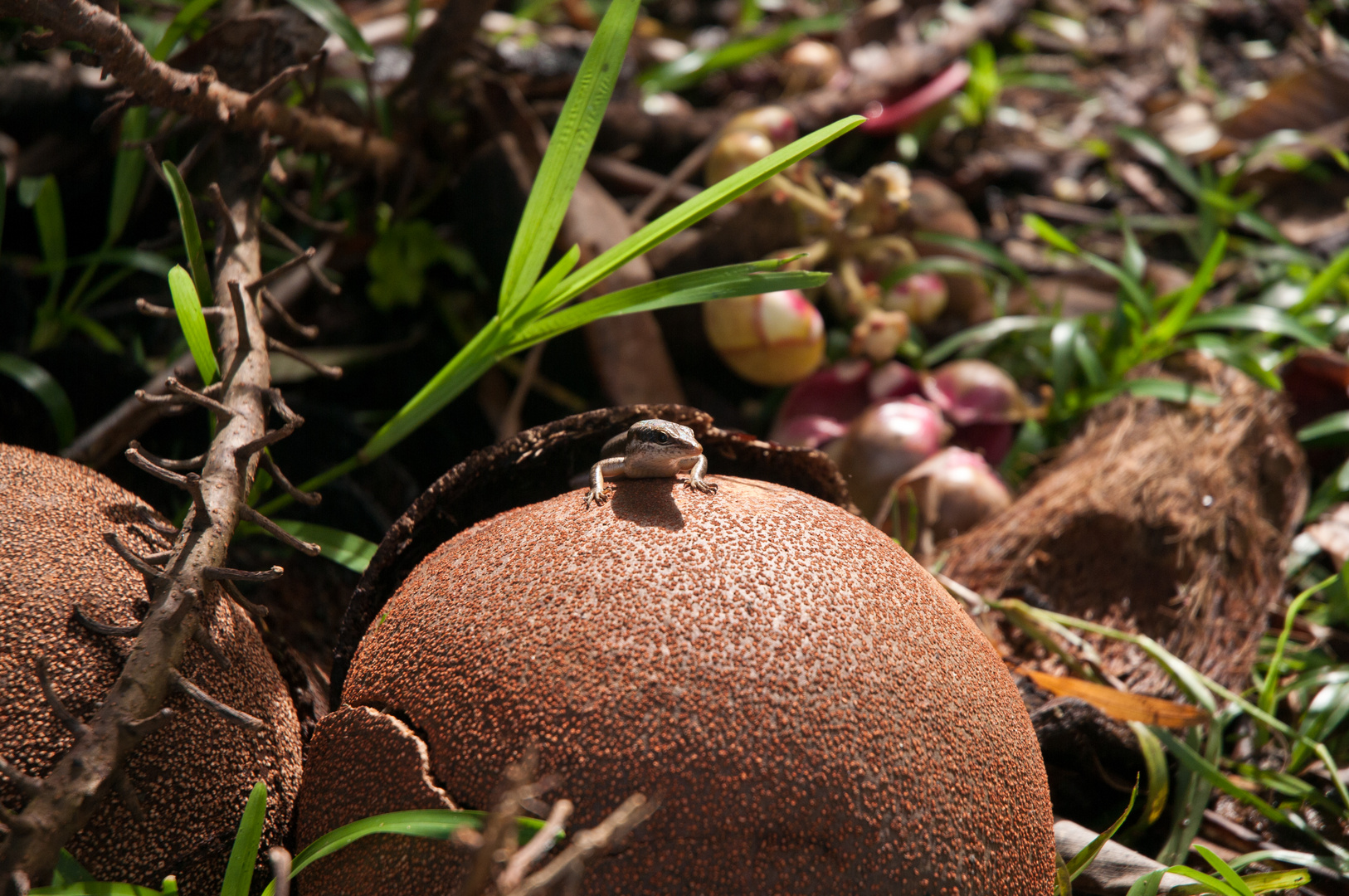 cannon ball tree coconut