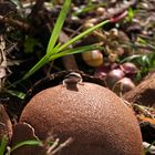 cannon ball tree coconut