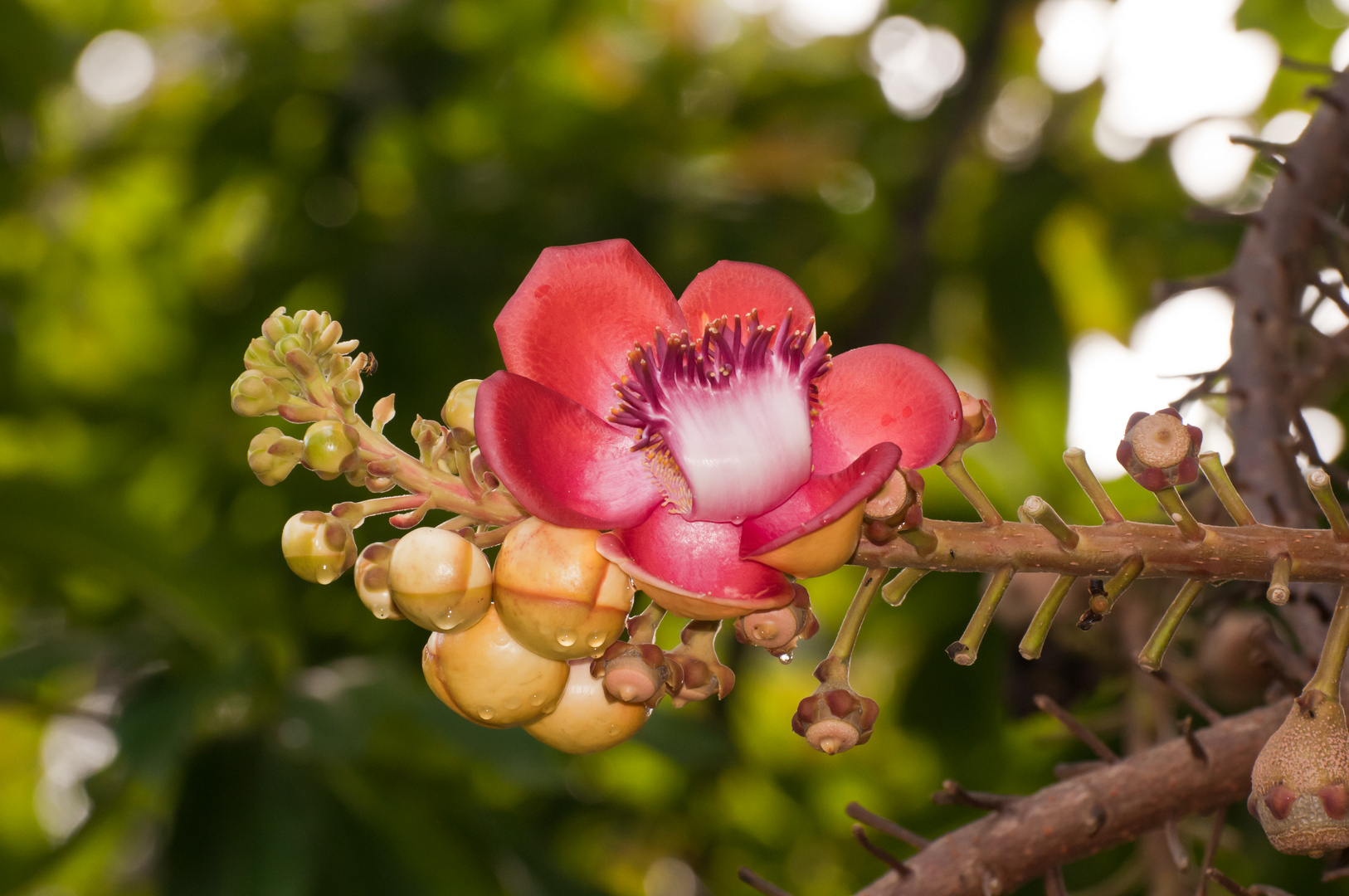 cannon ball tree - flower