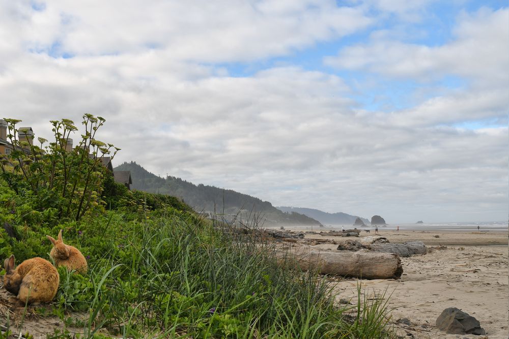 cannon beach rabbits