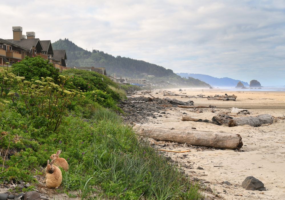 Cannon Bunnies Foto & Bild usa, world, wasser Bilder auf