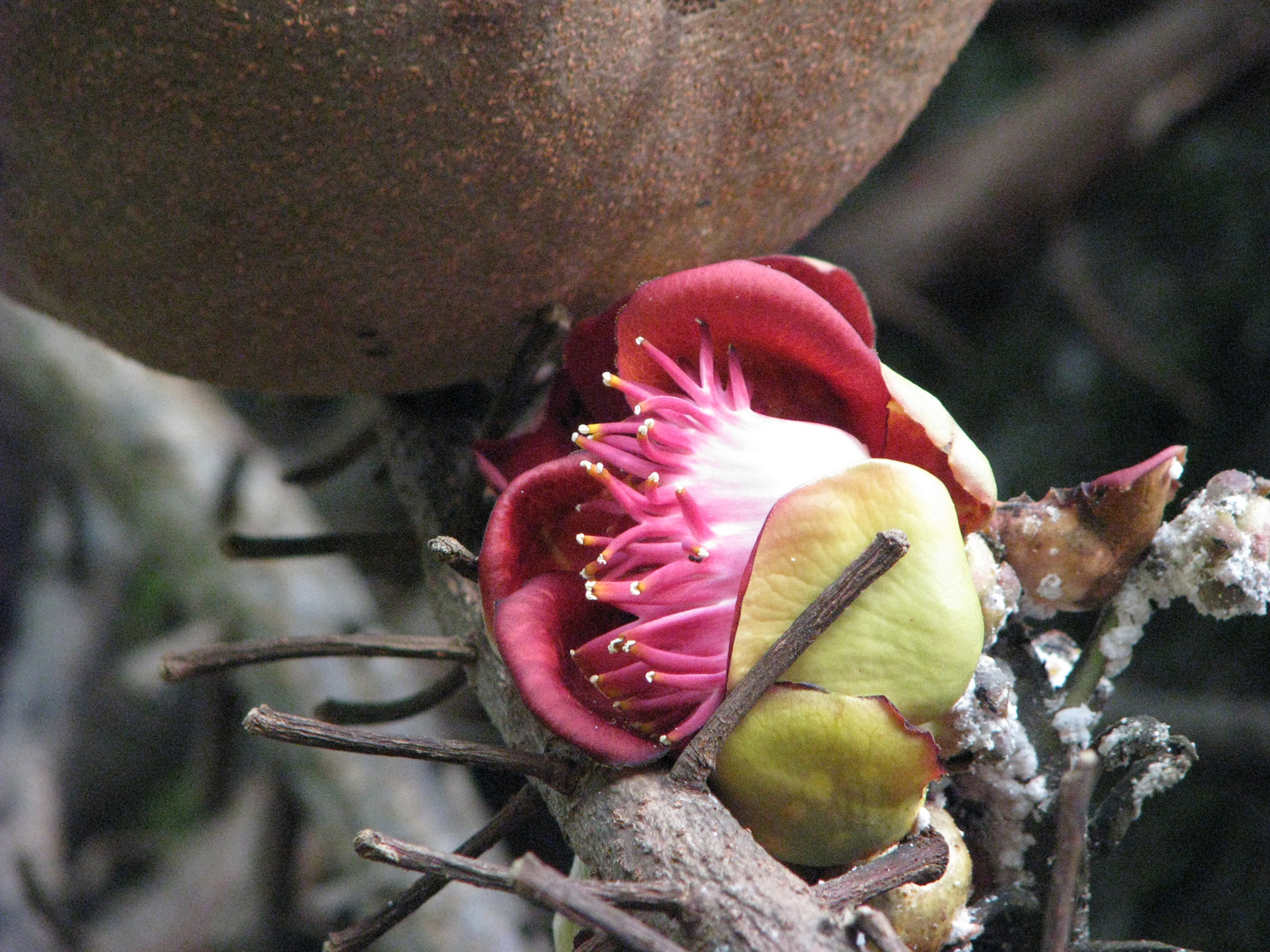 Cannonball Tree