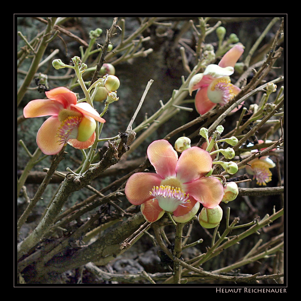 Cannonball Tree, Couroupita guianensis, Botanical Garden I, Singapore / SG