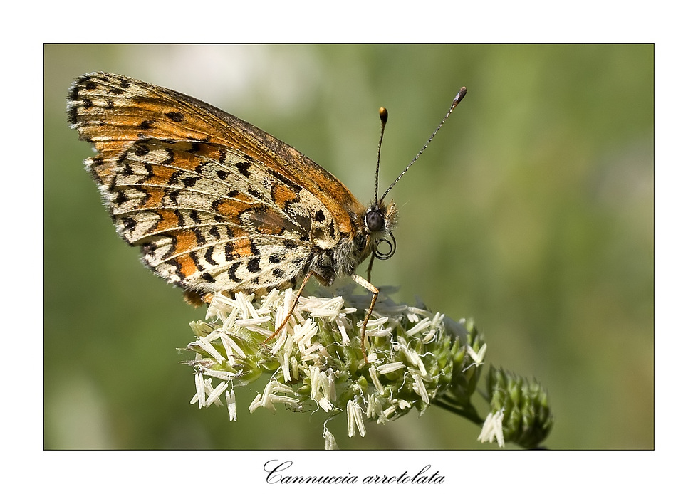 Cannuccia arrotolata