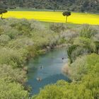 Canoas y campo de colza