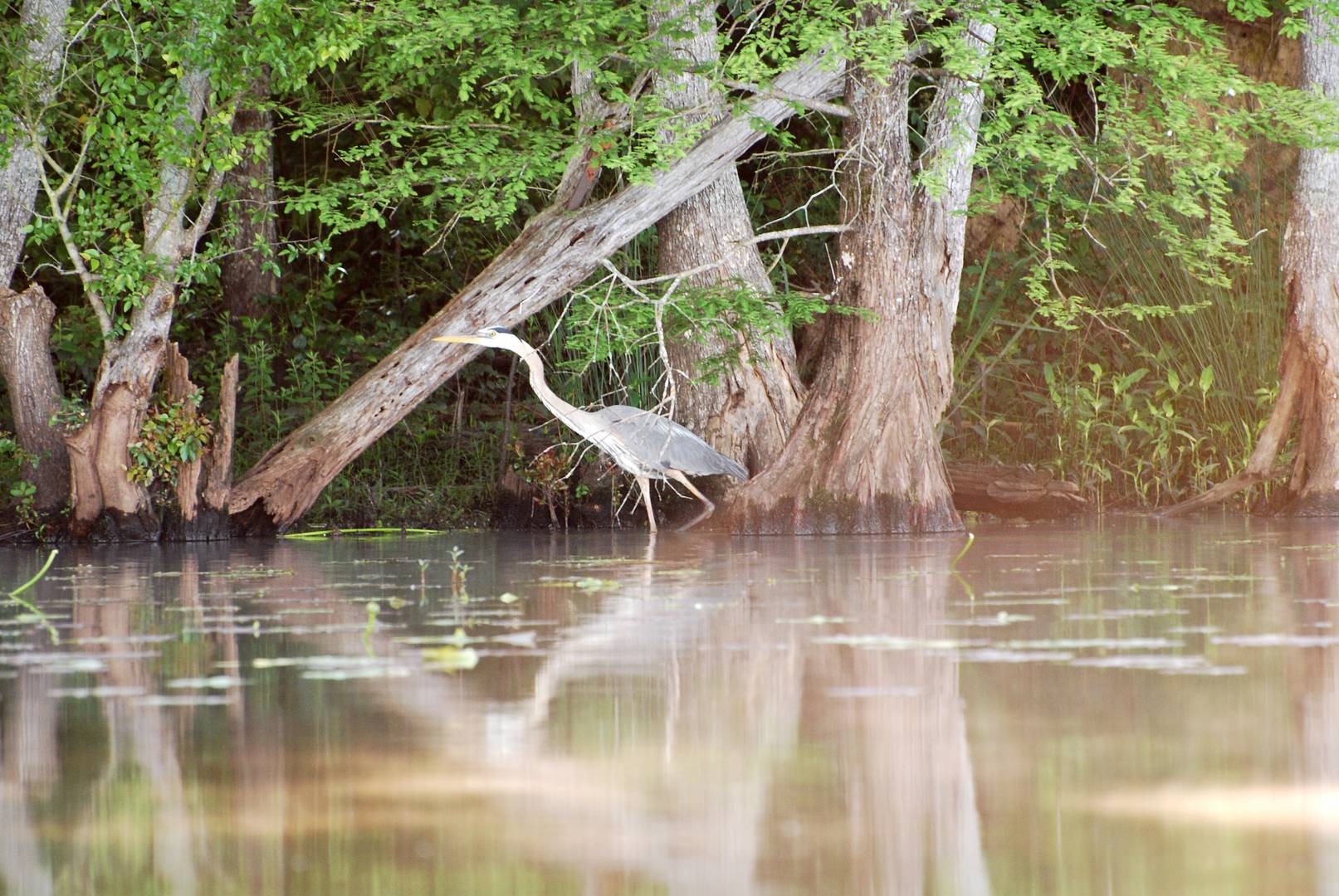 Canoe trip