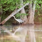 Canoe trip