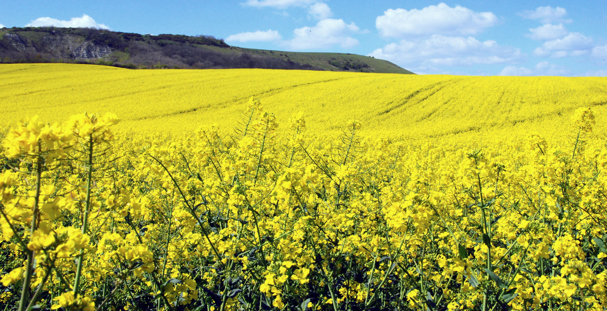 Canola