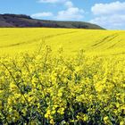 Canola