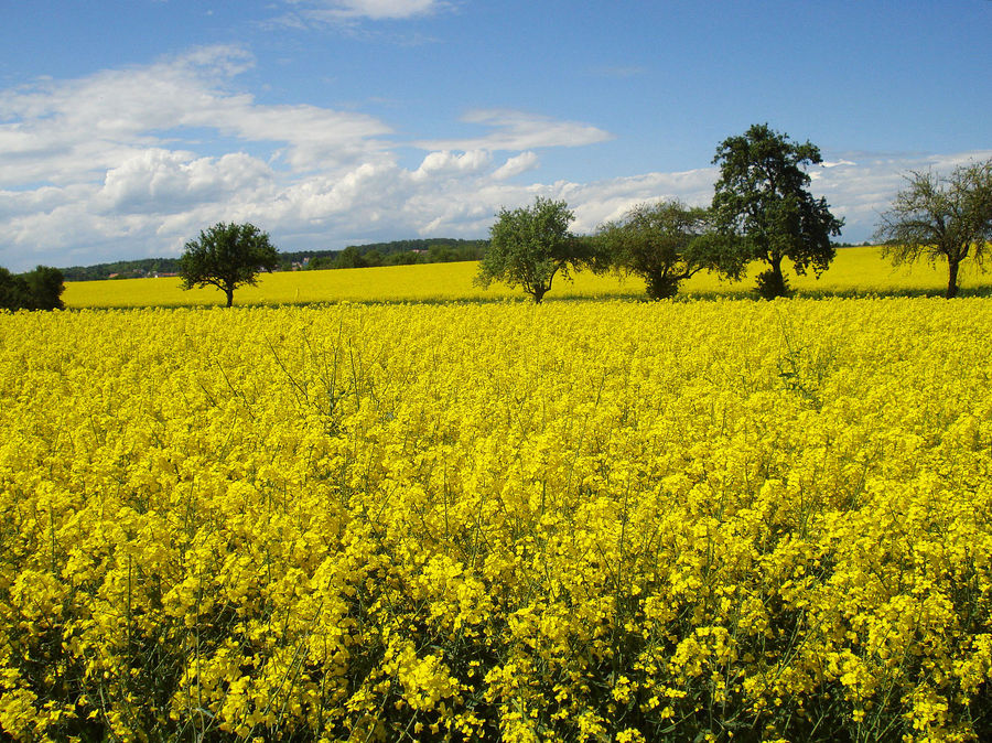 Canola