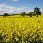 Canola