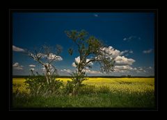 canola and tree