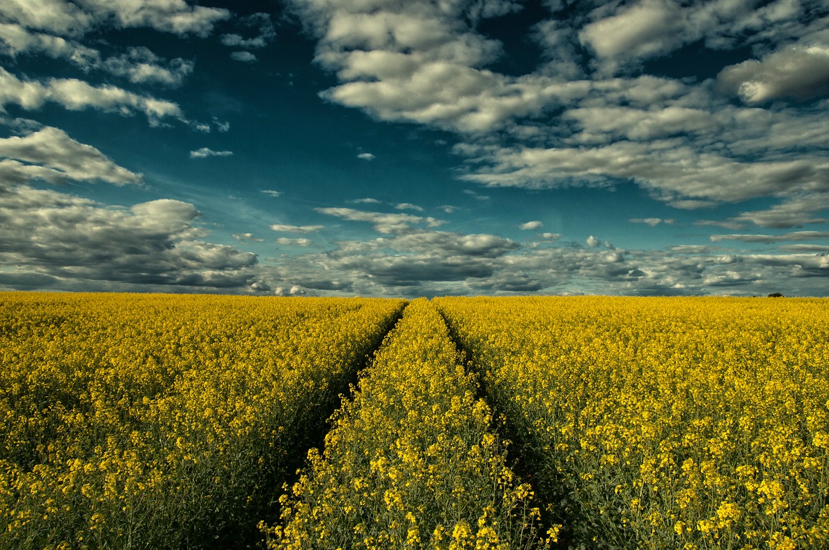 Canola