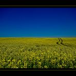 canola field