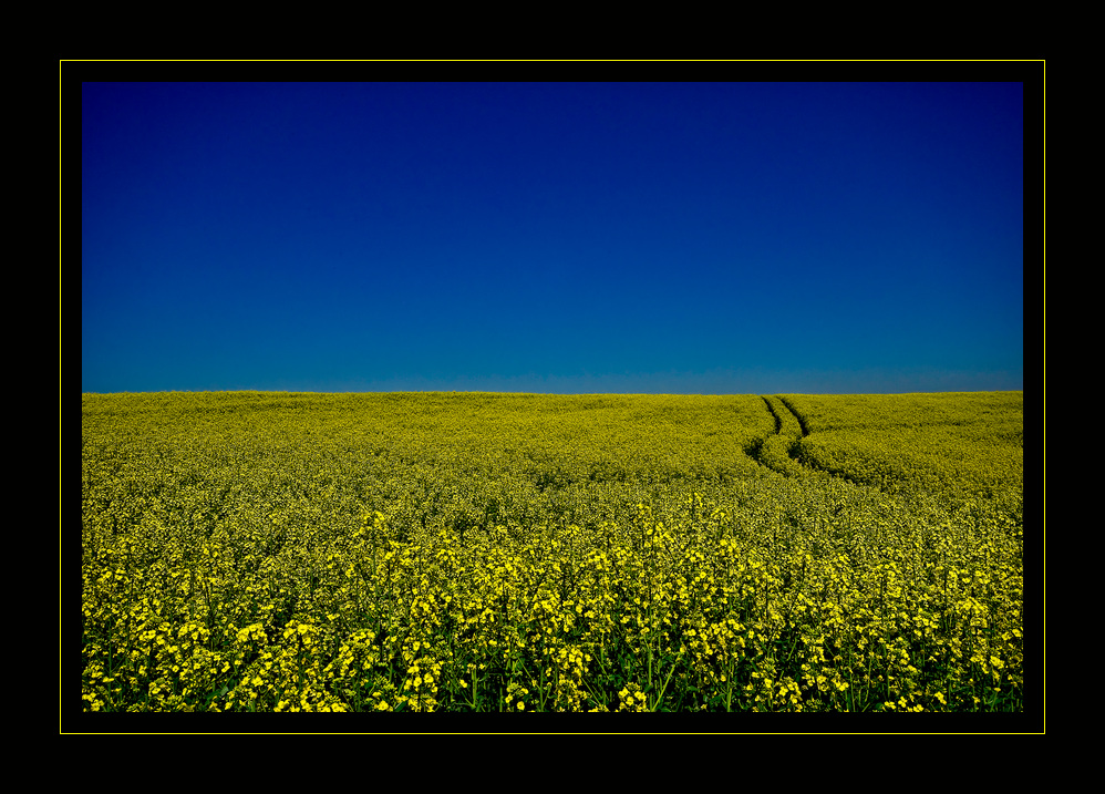 canola field