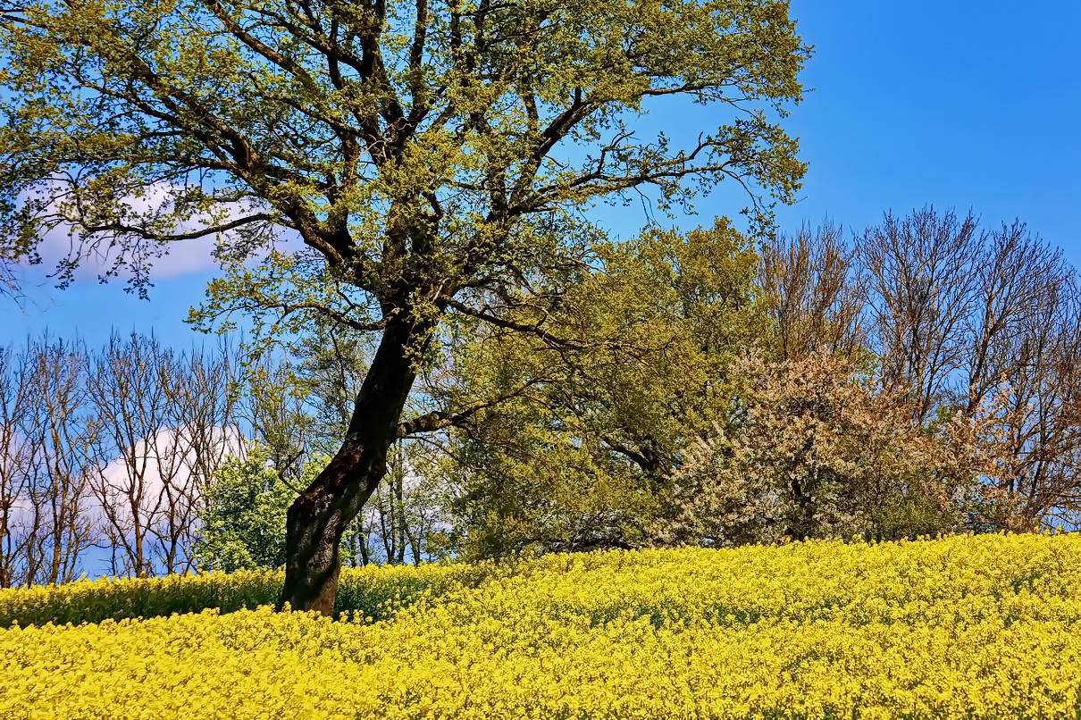 Canola Field