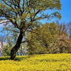 Canola Field