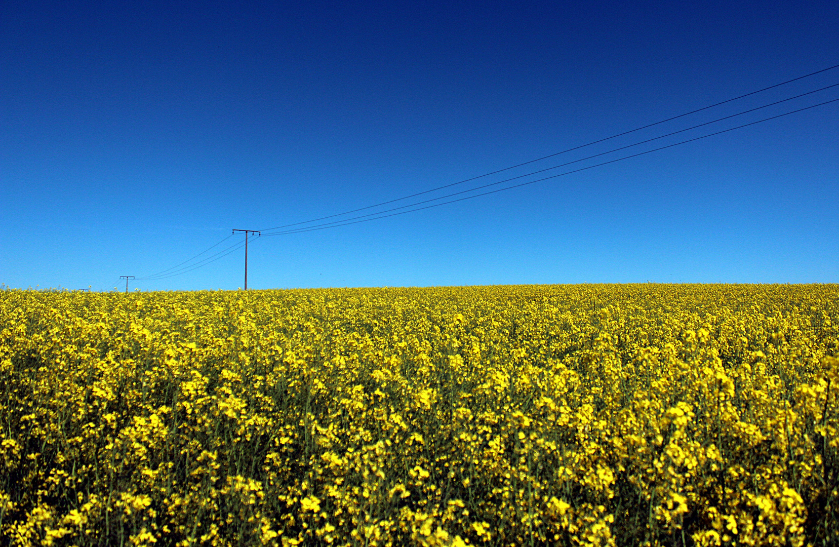 canola field forever