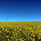 canola field forever
