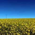 canola field forever
