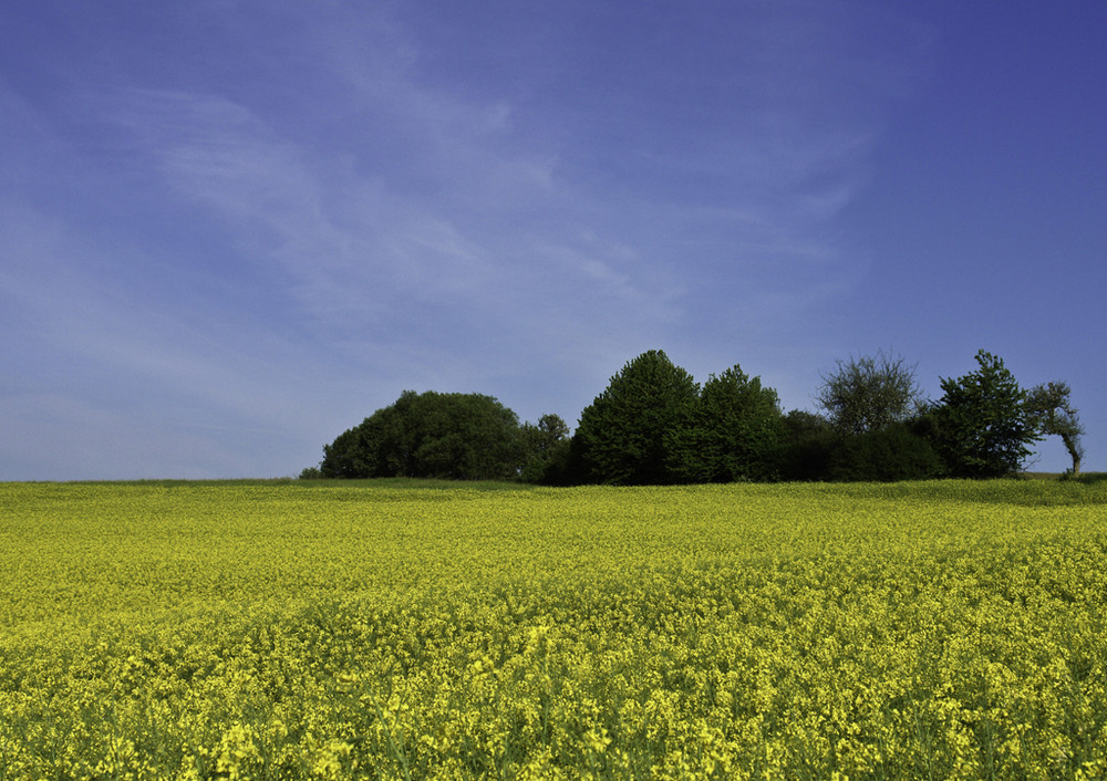 Canola Fields