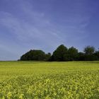 Canola Fields