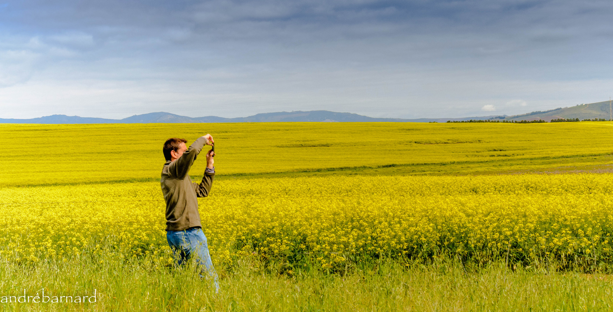 Canola fields