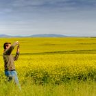 Canola fields