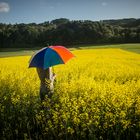 Canola Fields Forever